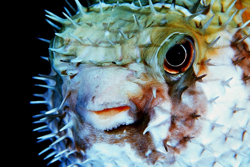 Black-blotched porcupinefish (Diodon liturosus), Similan Islands, Thailand, Andaman Sea, Southeast Asia, Asia