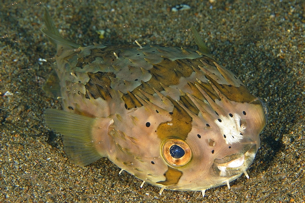 Balloonfish (Diodon holocanthus), Sahara, Dumaguete, Negros, Philippines, Southeast Asia, Asia