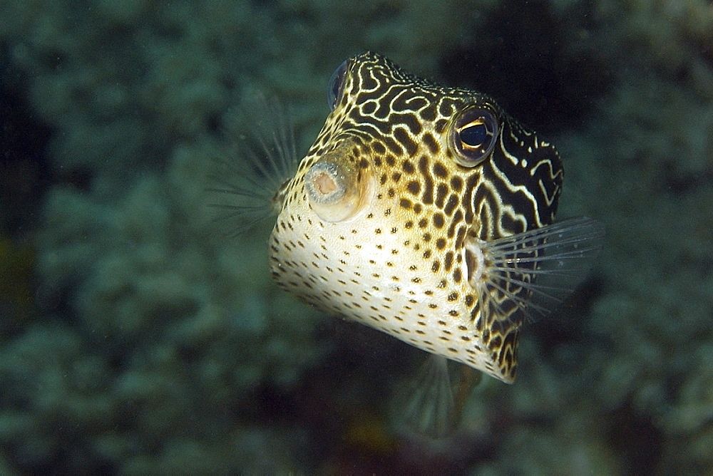 Solor boxfish (Ostracion solorensis) female, Puerto Galera, Mindoro, Philippines, Southeast Asia, Asia