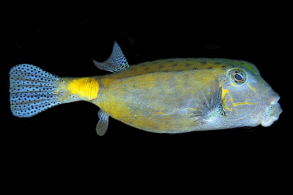 Yellow boxfish (Ostracion cubicus) large adult, Namu atoll, Marshall Islands, Pacific