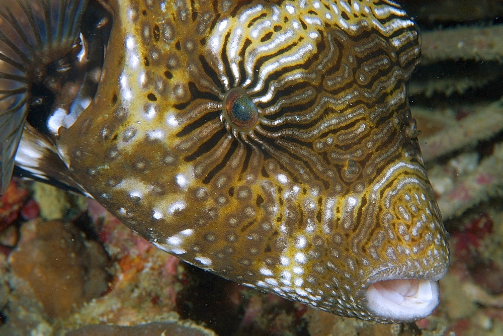 Map puffer (Arothron mappa) eye and skin texture detail, Malapascua, Cebu, Philippines, Visayan Sea, Southeast Asia, Asia