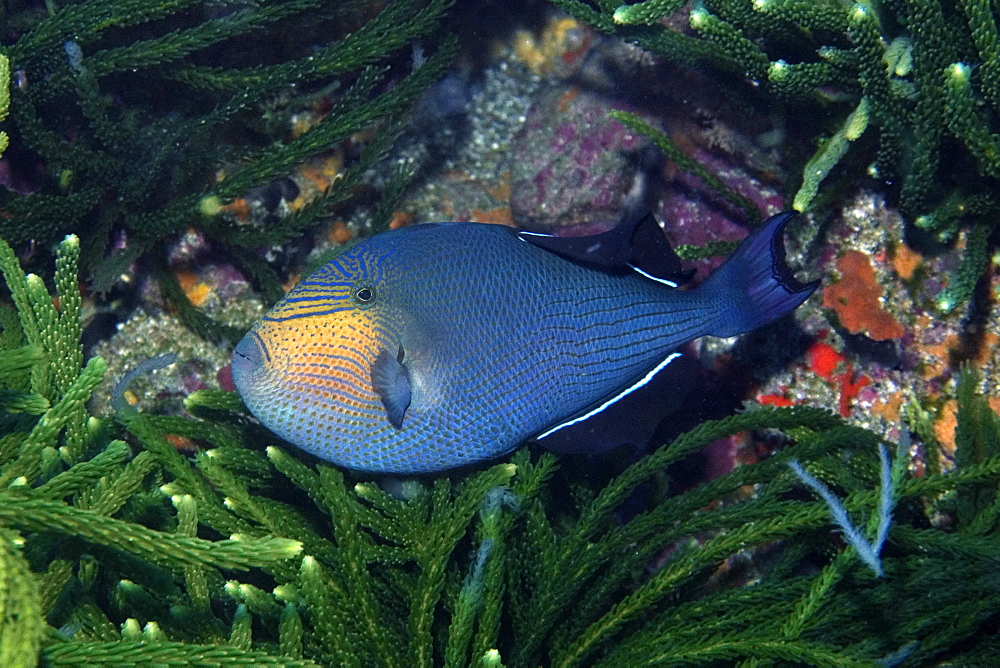 Black durgon (Melichthys niger), St. Peter and St. Paul's rocks, Brazil, South America