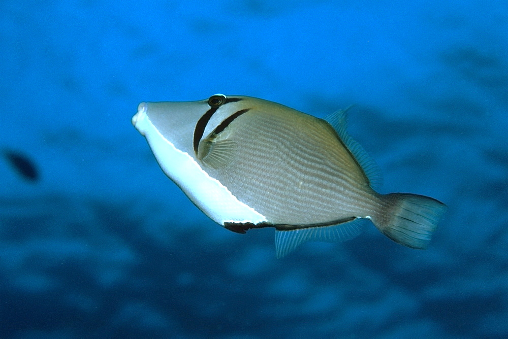 Lei triggerfish (Sufflamen bursa), Palea Point, Oahu, Hawaii, United States of America, Pacific