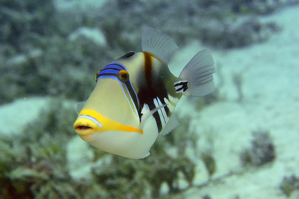 Picasso triggerfish (blackbar triggerfish) (Rhinecanthus aculeatus), Rongelap, Marshall Islands, Micronesia, Pacific