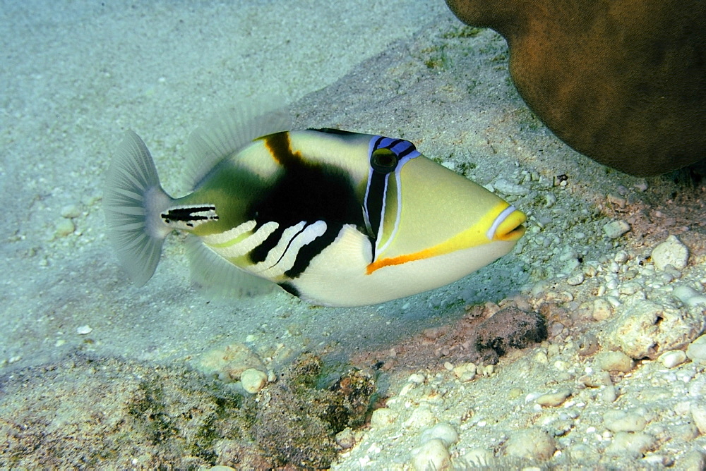 Picasso triggerfish (blackbar triggerfish) (Rhinecanthus aculeatus), Rongelap, Marshall Islands, Micronesia, Pacific