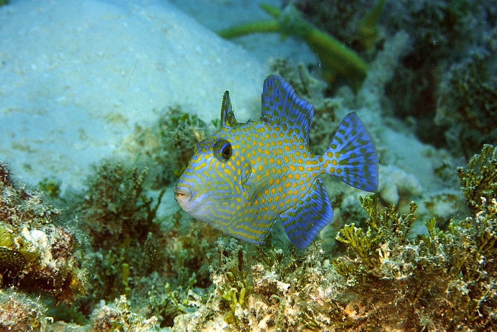 Juvenile blue triggerfish (Pseudobalistes fuscus), Rongelap, Marshall Islands, Micronesia, Pacific