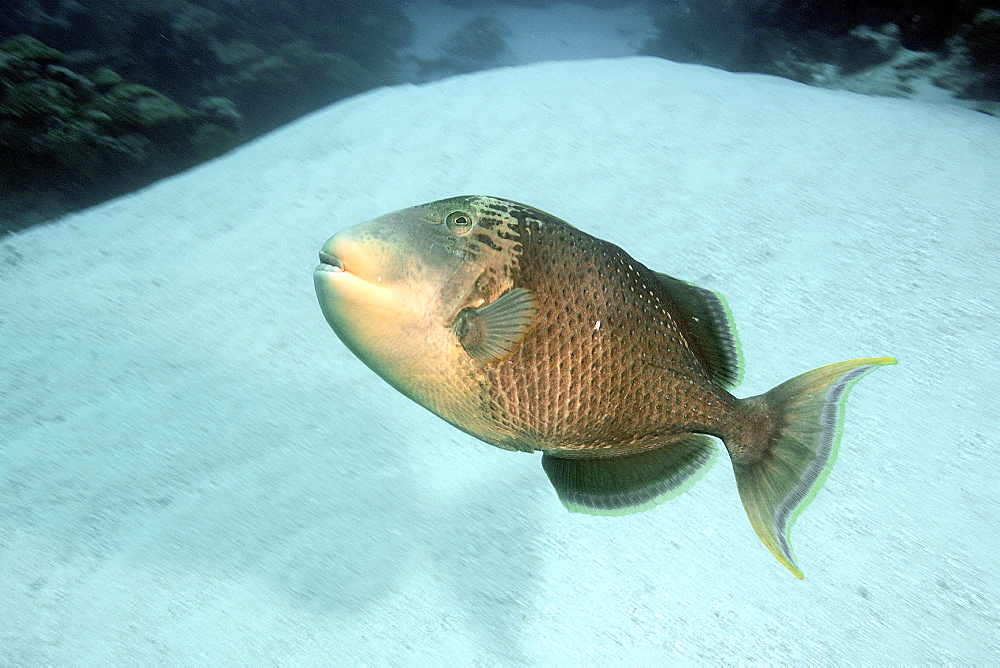 Yellowmargin triggerfish (Balistoides flavimarginatus), Ulong channel, Palau, Caroline Islands, Micronesia, Pacific Ocean, Pacific