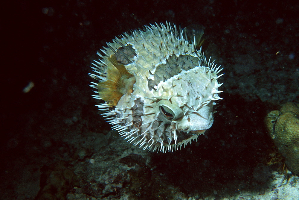 Black-blotched porcupinefish inflated at night, Diodon liturosus, Similan Islands, Thailand, Andaman Sea, Southeast Asia, Asia