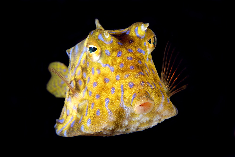 Thornback cowfish (Lactoria fornasini), Sabang wreck, Puerto Galera, Mindoro, Philippines, Southeast Asia, Asia