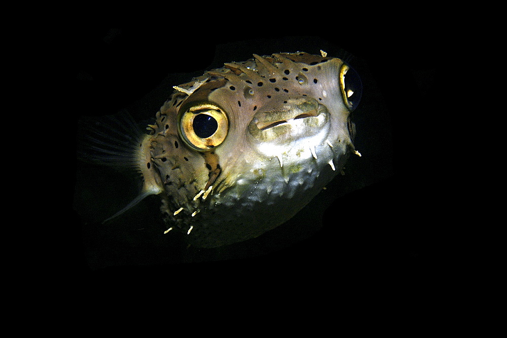 Balloonfish (Diodon holocanthus) at night, Dumaguete, Negros, Philippines, Southeast Asia, Asia