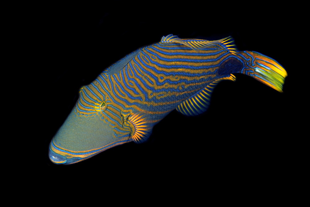 Orange-lined triggerfish (Balistapus undulatus), Sahara, Dumaguete, Negros, Philippines, Southeast Asia, Asia