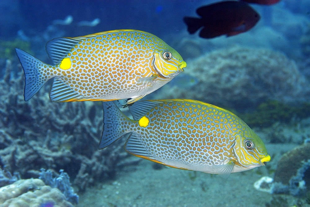 Pair of spotted rabbitfish (golden rabbitfish) (Siganus guttatus) swimming in mid-water, Dumaguete, Negros, Philippines, Southeast Asia, Asia