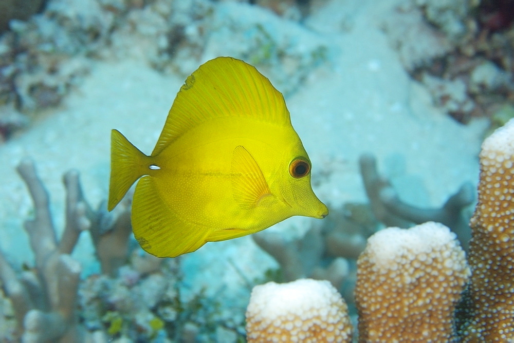 Yellow tang (Zebrasoma flavescens), Rongelap, Marshall Islands, Micronesia, Pacific