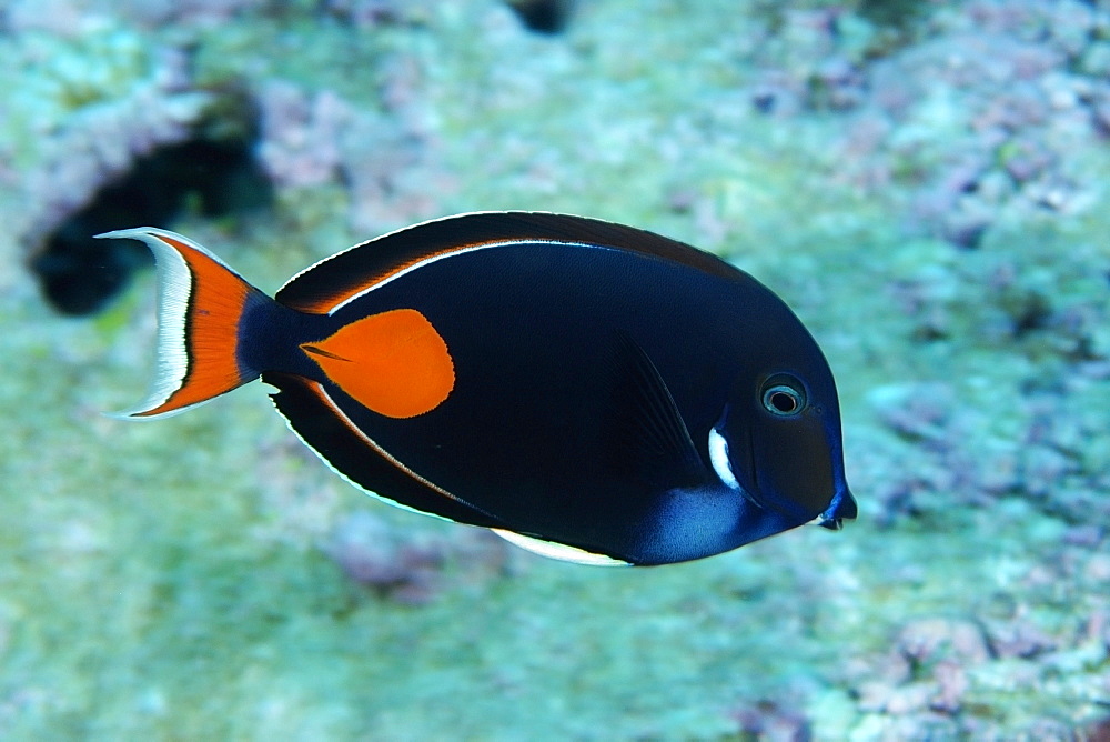 Achilles tang (Acanthurus achilles), Rongelap, Marshall Islands, Micronesia, Pacific