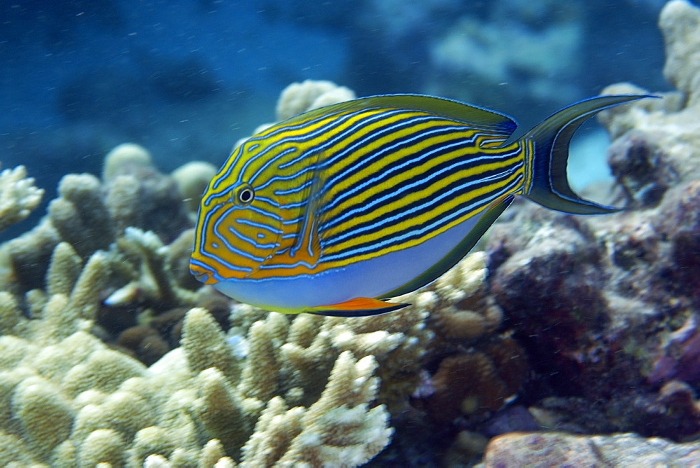 Lined surgeonfish (Acanthurus lineatus), Rongelap, Marshall Islands, Micronesia, Pacific