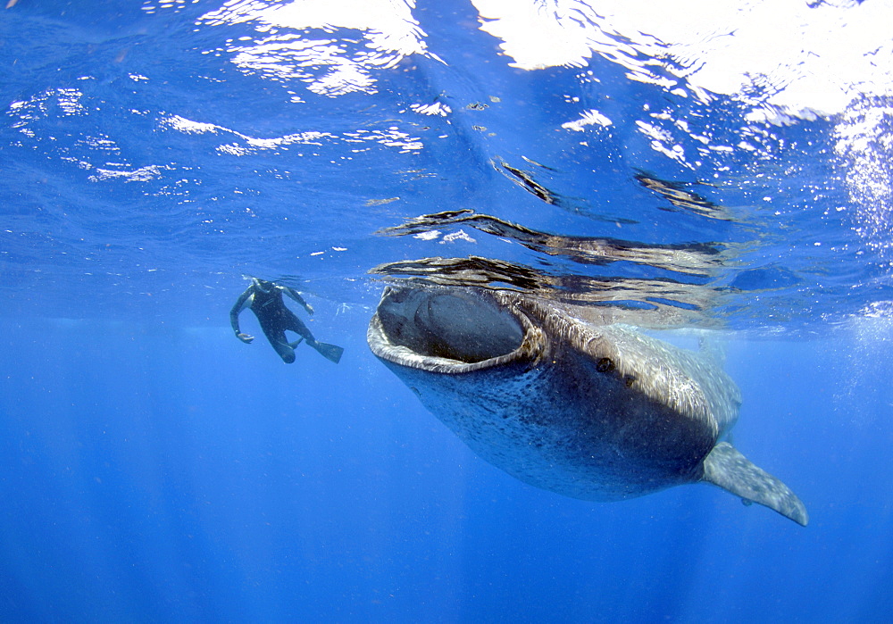 Whale shark (Rhincodon typus), Quintana-Roo, Mexico, Caribbean Sea, North America