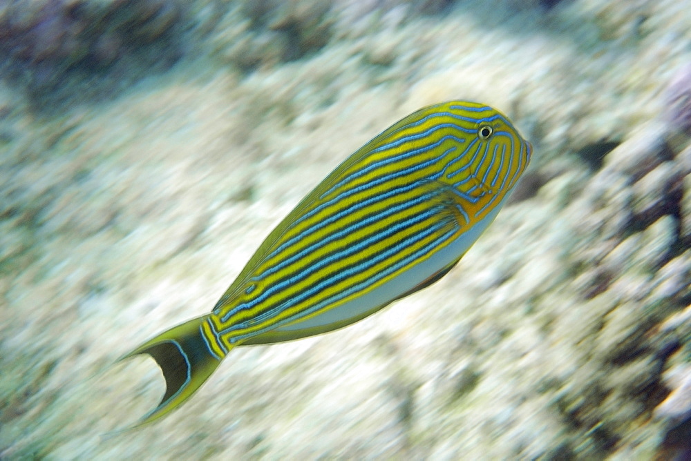 Lined surgeonfish (Acanthurus lineatus) panning, Rongelap, Marshall Islands, Micronesia, Pacific