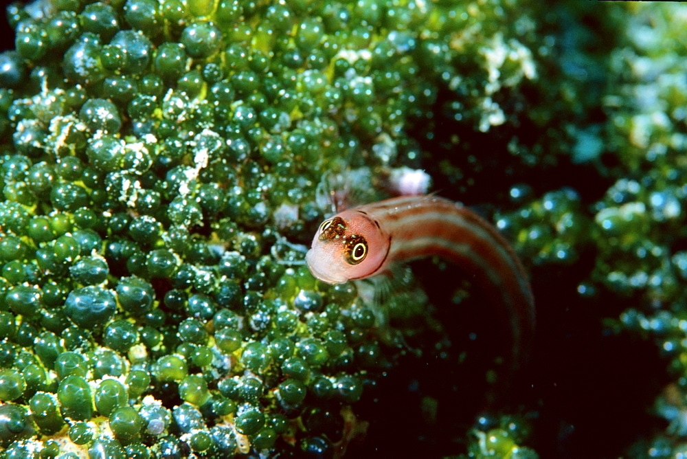 Goby, Similan Islands, Thailand, Andaman Sea, Southeast Asia, Asia