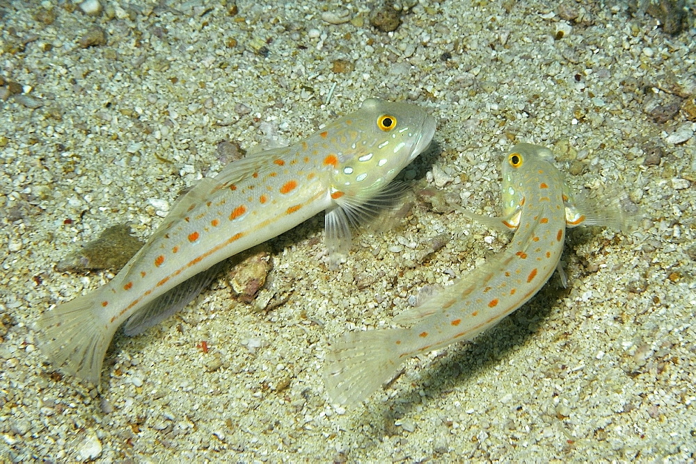 Pair of orange-dashed gobies (Valenciennea puellaris),  Lapus Lapus Island marine park, Malapascua, Cebu, Philippines, Southeast Asia, Asia