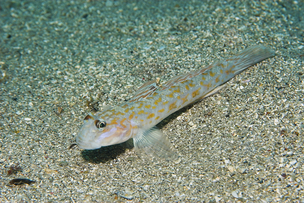 Goby (Istiogobius hoshinonis), Seopsom island, Jeju-Do,  South Korea, Asia