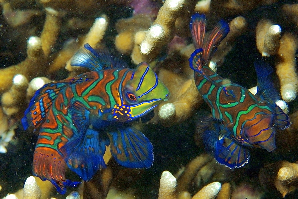 Pair of mandarinfish (Synchiropus splendidus) displaying spawning behaviour, Malapascua, Cebu, Philippines, Visayan Sea, Southeast Asia, Asia