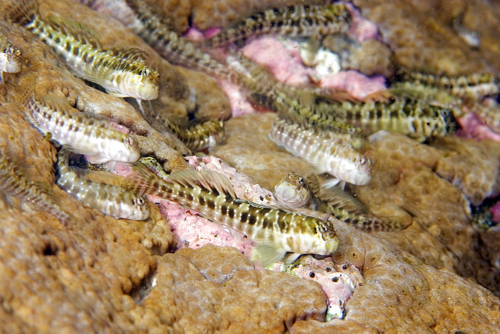 Blennies (Entomacrodus vomerinus) in tidepool, St. Peter and St. Paul's rocks, Brazil, South America