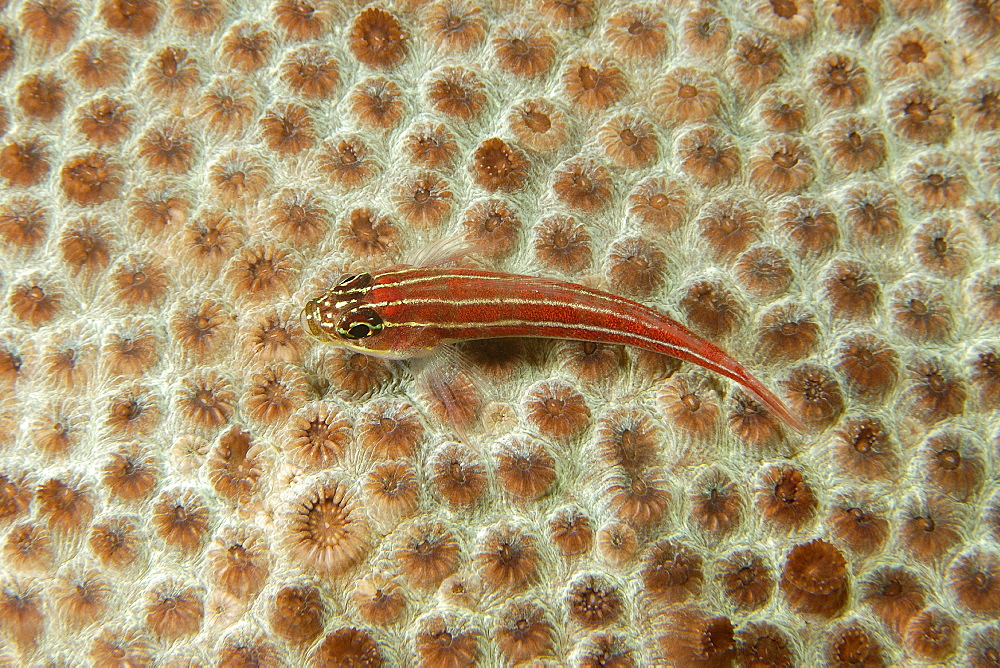 Striped triplefin (Helcogramma striatum) on the surface of faviid coral (Diploastrea sp.), Dumaguete, Negros, Philippines, Southeast Asia, Asia
