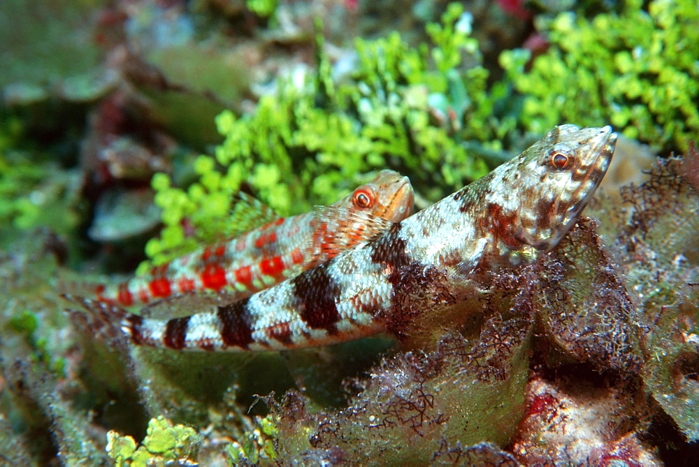 Reef lizardfish (Synodus variegatus), Rongelap, Marshall Islands, Pacific