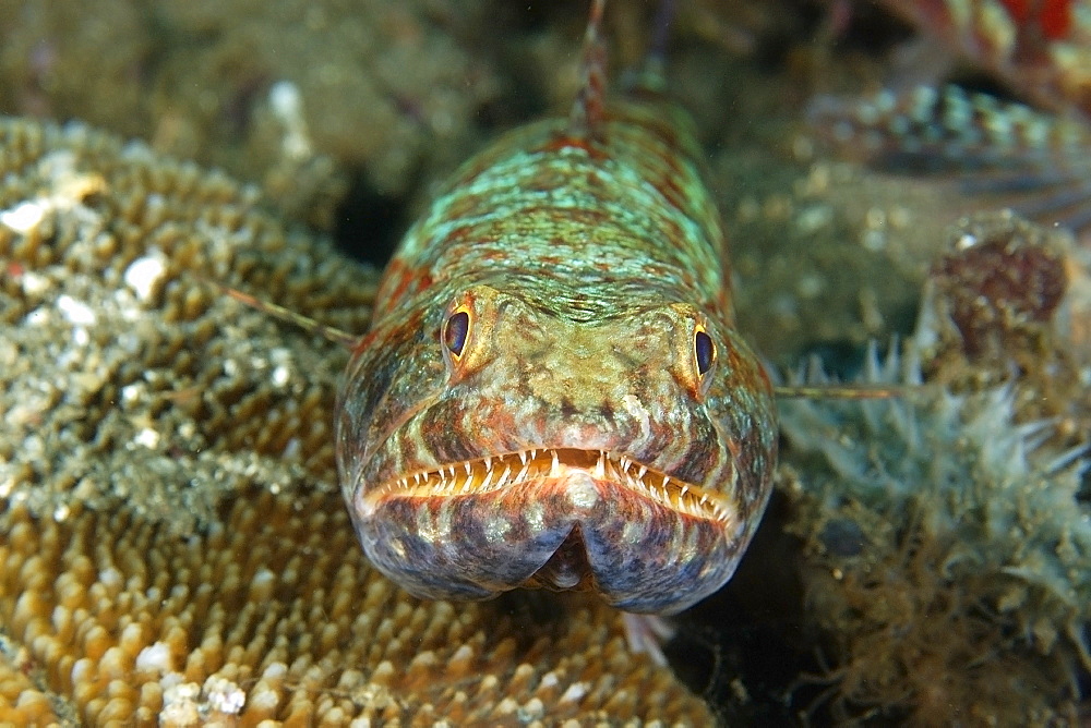 Reef lizardfish (Synodus variegatus), Dauin, Dumaguete, Negros Island, Philippines, Southeast Asia, Asia