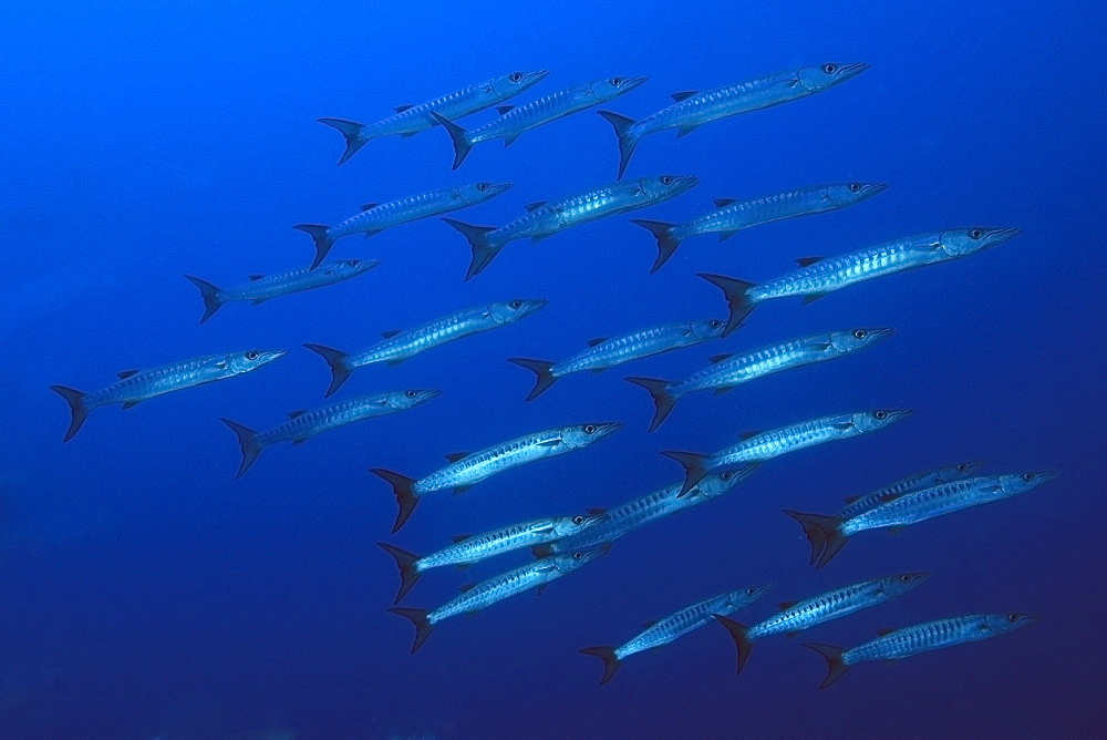 Blackfin barracuda (Sphyraena qenie) schooling, Namu atoll, Marshall Islands, Pacific