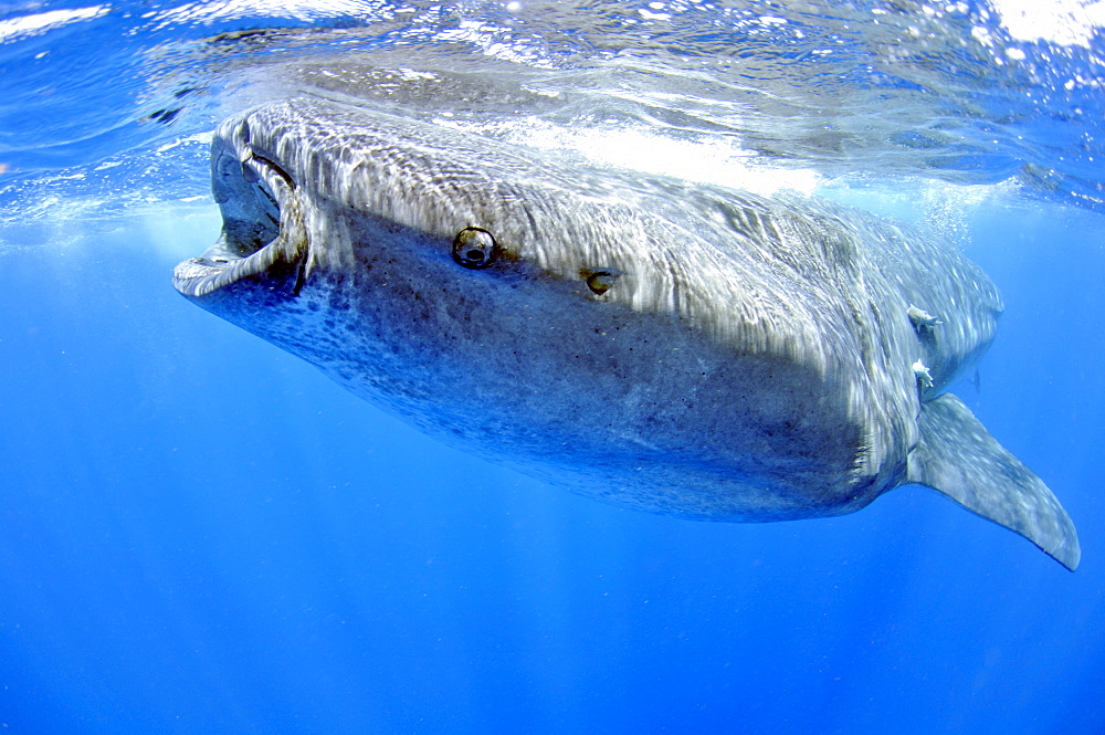 Whale shark (Rhincodon typus), Quintana-Roo, Mexico, Caribbean Sea, North America