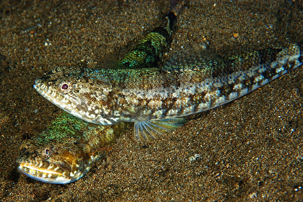 Clearfin lizardfish (Synodus dermatogenys), Dumaguete, Negros Island, Philippines, Southeast Asia, Asia