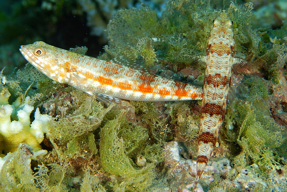 Pair of reef lizardfish (Synodus variegatus), Namu atoll, Marshall Islands, Pacific
