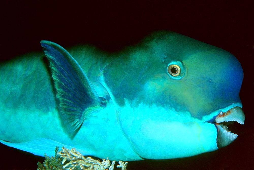 Pacific steephead parrotfish (Scarus microrhinos) sleeping, Rongelap, Marshall Islands, Pacific