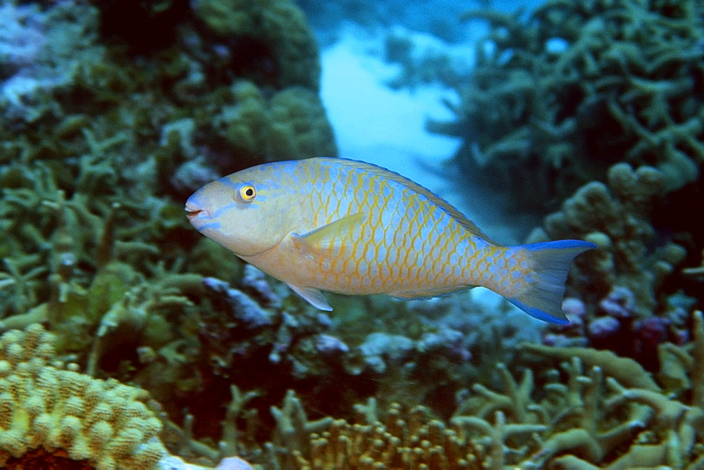 Blue-barred parrotfish (Scarus ghobban), Mili,  Marshall Islands, Pacific