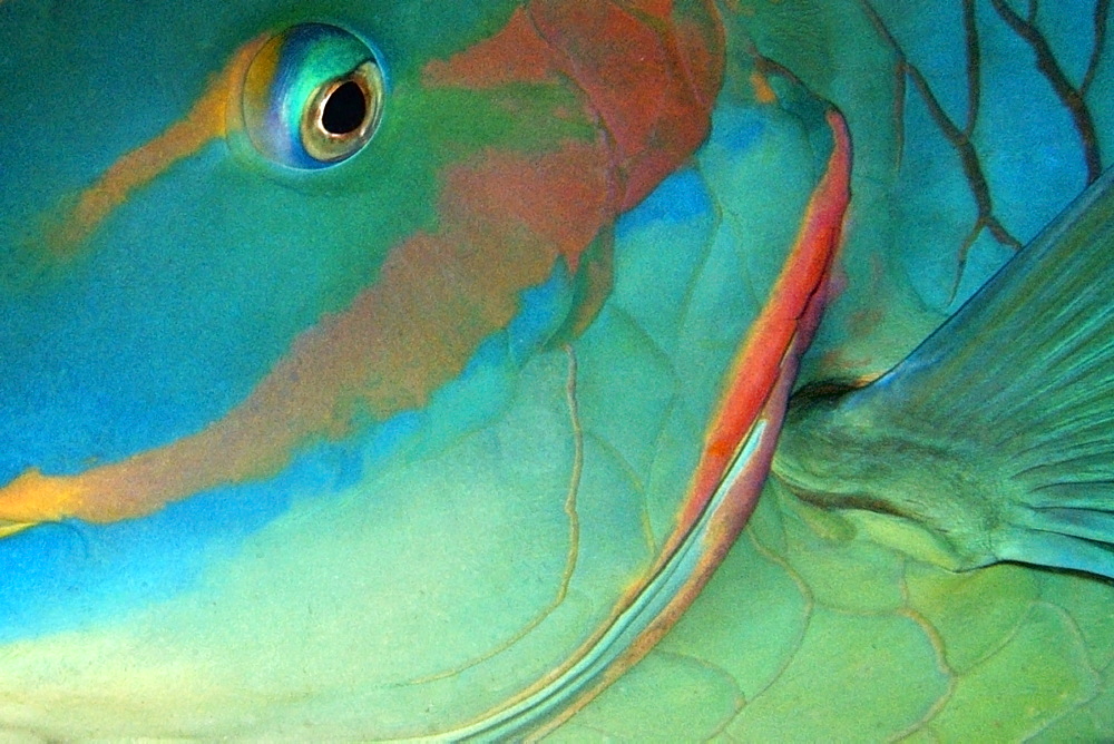 Head detail of parrotfish (Sparisoma sp.) sleeping, Ponta da Sapata, Fernando de Noronha national marine sanctuary, Pernambuco, Brazil, South America