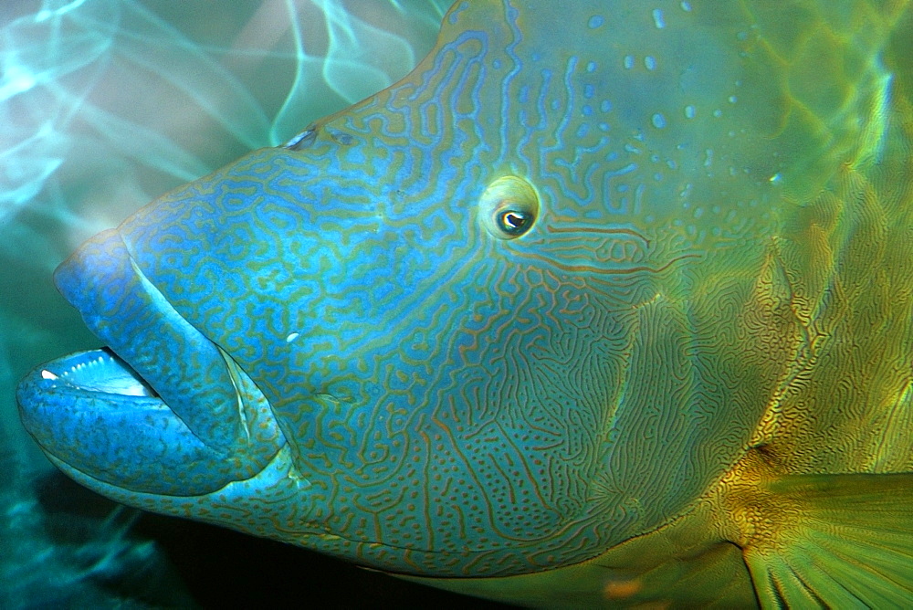 Humphead wrasse (Cheilinus undulatus) head detail, vulnerable species  found in the Indo-Pacific Oceans, photo taken in captivity