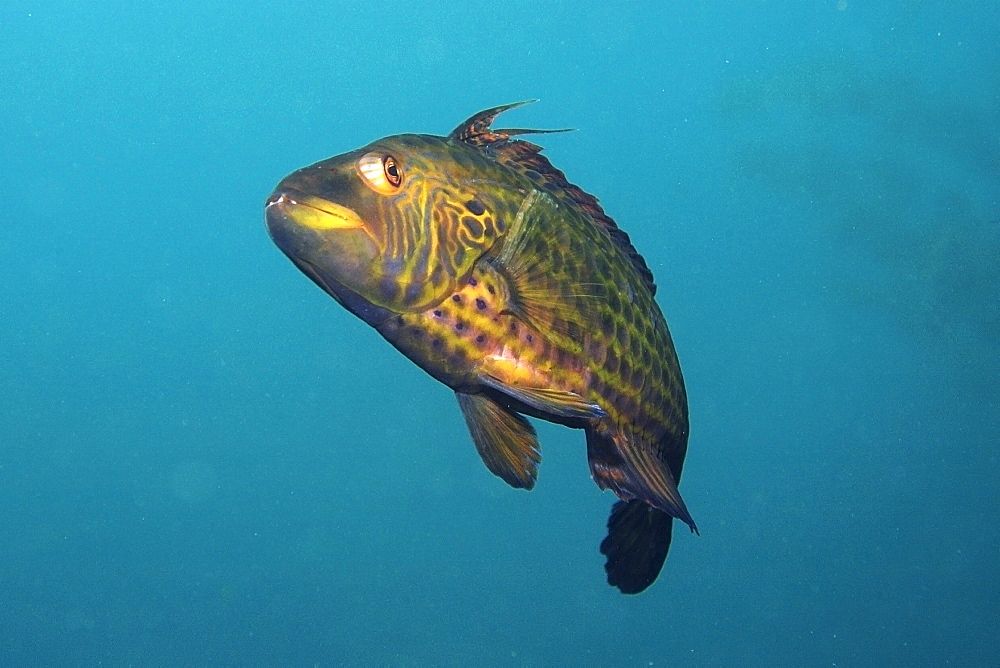 Cocktail wrasse (Pteragogus flagellifer), Munsom island, Jeju-Do, South Korea, Asia