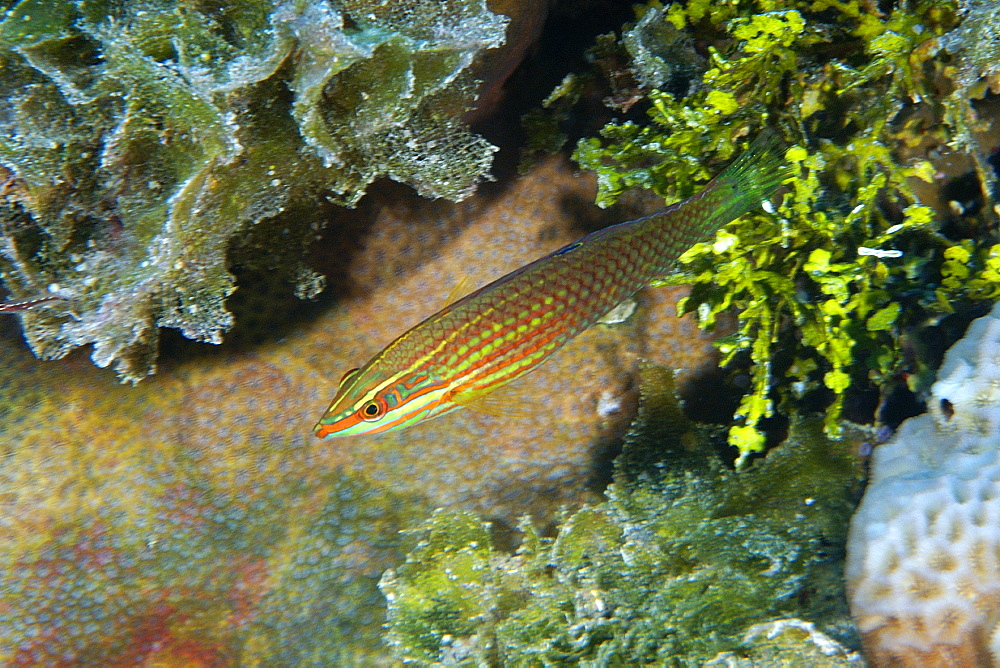 Wrasse (Halichoeres sp.), Namu atoll, Marshall Islands, Pacific