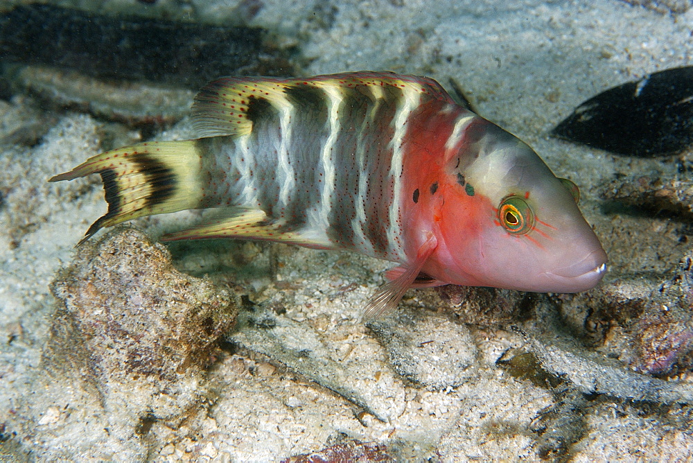 Red-breasted wrasse (Cheilinus fasciatus), Palau, Caroline Islands, Micronesia, Pacific Ocean, Pacific
