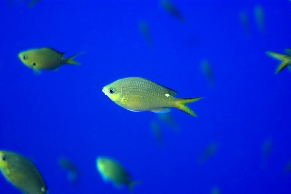 Brown chromis (Chromis multilineata), St. Peter and St. Paul's rocks, Brazil, South America