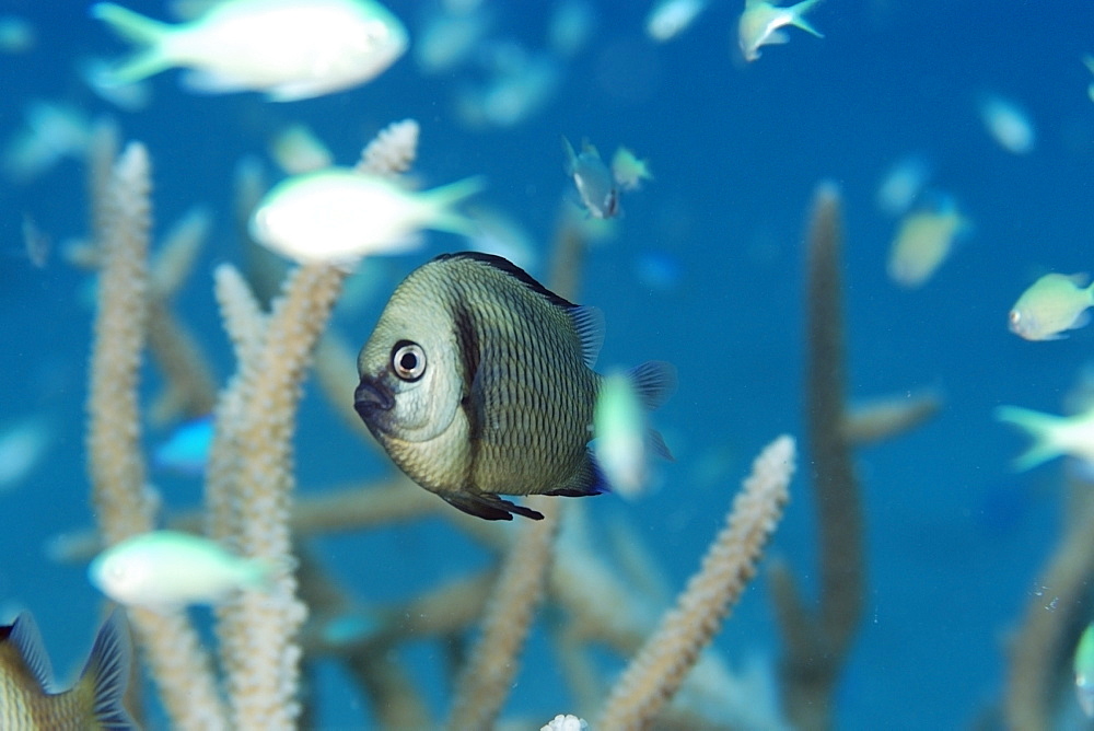 Reticulated dascyllus (Dascyllus reticulatus), Rongelap, Marshall Islands, Micronesia, Pacific