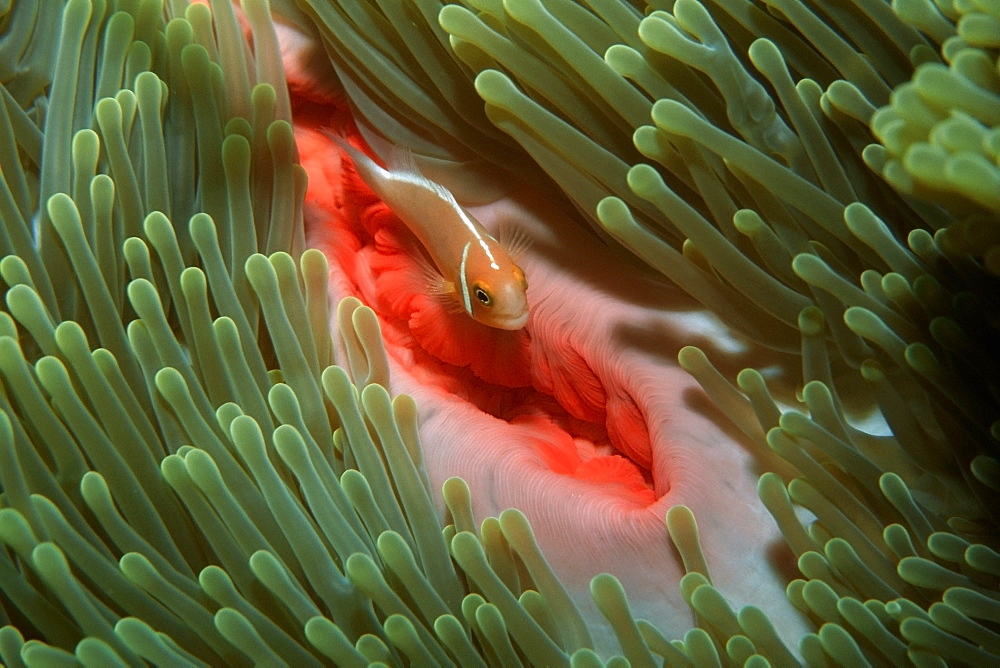 Pink anemonefish (Amphiprion periderion) on sea anemone,  Rongelap, Marshall Islands, Pacific