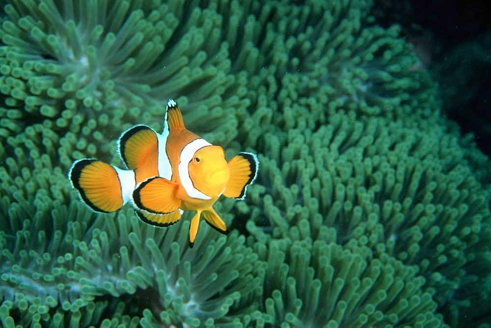 False clown anemonefish (Amphiprion ocellaris), Similan Islands, Thailand, Andaman Sea, Southeast Asia, Asia