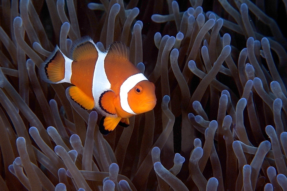 False clown anemone fish (Amphiprion ocellaris), Dauin, Dumaguete, Negros Island, Philippines, Southeast Asia, Asia