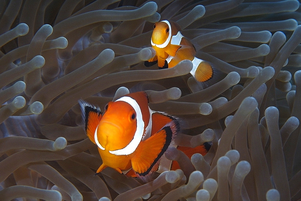 Pair of false clown anemone fish (Amphiprion ocellaris), Dauin, Dumaguete, Negros Island, Philippines, Southeast Asia, Asia