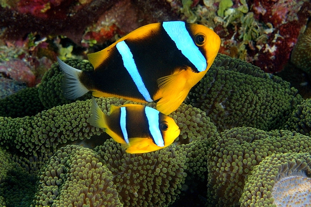 Pair of orange-finned anemonefish (Amphiprion chrysopterus), and Merten's sea anemone (Stichodactyla mertensii), Namu atoll, Marshall Islands, Pacific