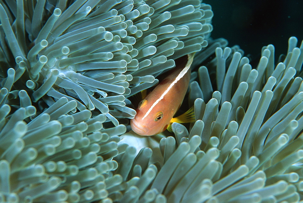 Skunk anemonefish (Amphiprion akallopisos), Similan Islands, Thailand, (Andaman Sea, Southeast Asia, Asia
