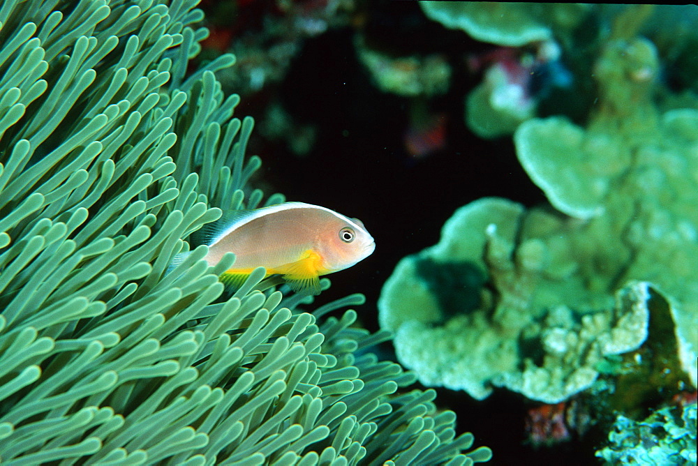 Orange anemonefish (Amphiprion sandaracinos), Similan Islands, Thailand, Andaman Sea, Southeast Asia, Asia