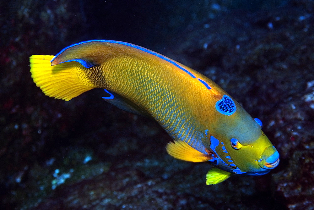 Queen angelfish (Holacanthus ciliaris), St. Peter and St. Paul's rocks, Brazil, South America